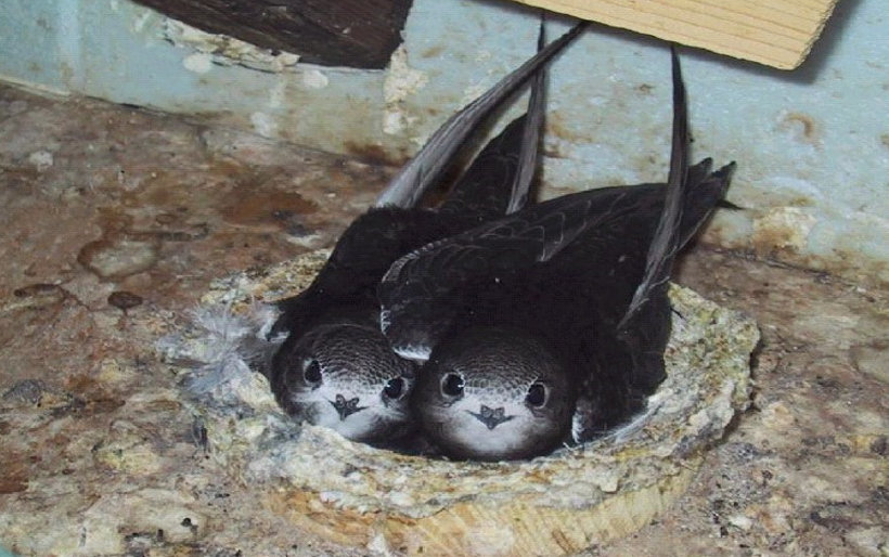 Two swifts in a nest looking at the camera. Photo Erich Kaiser, Swift Conservation.org.