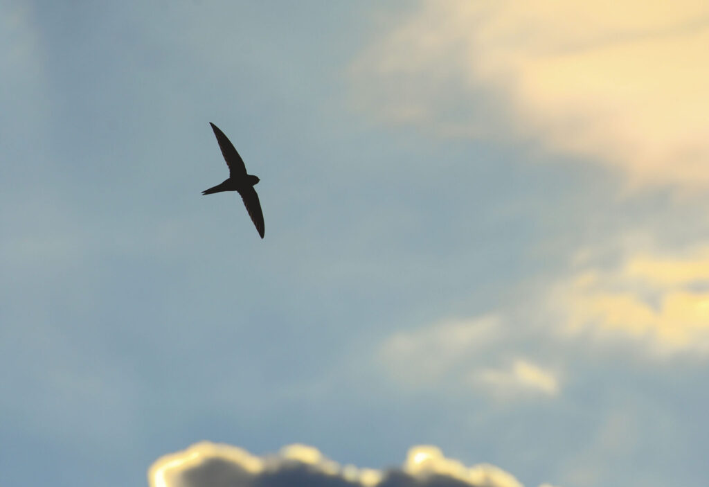 A photograph looking up at a silhouetted swift in flight. Courtesy of Ben Andrew Wildlife Photography.