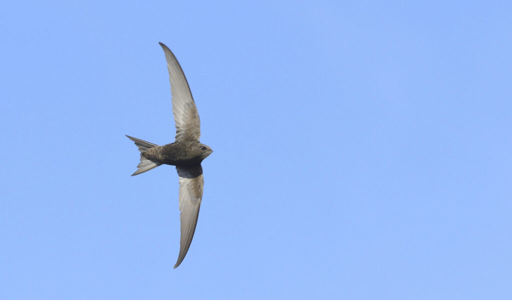 A close up photograph looking up at a swift in flight. Courtesy of Ben Andrew Wildlife Photography.