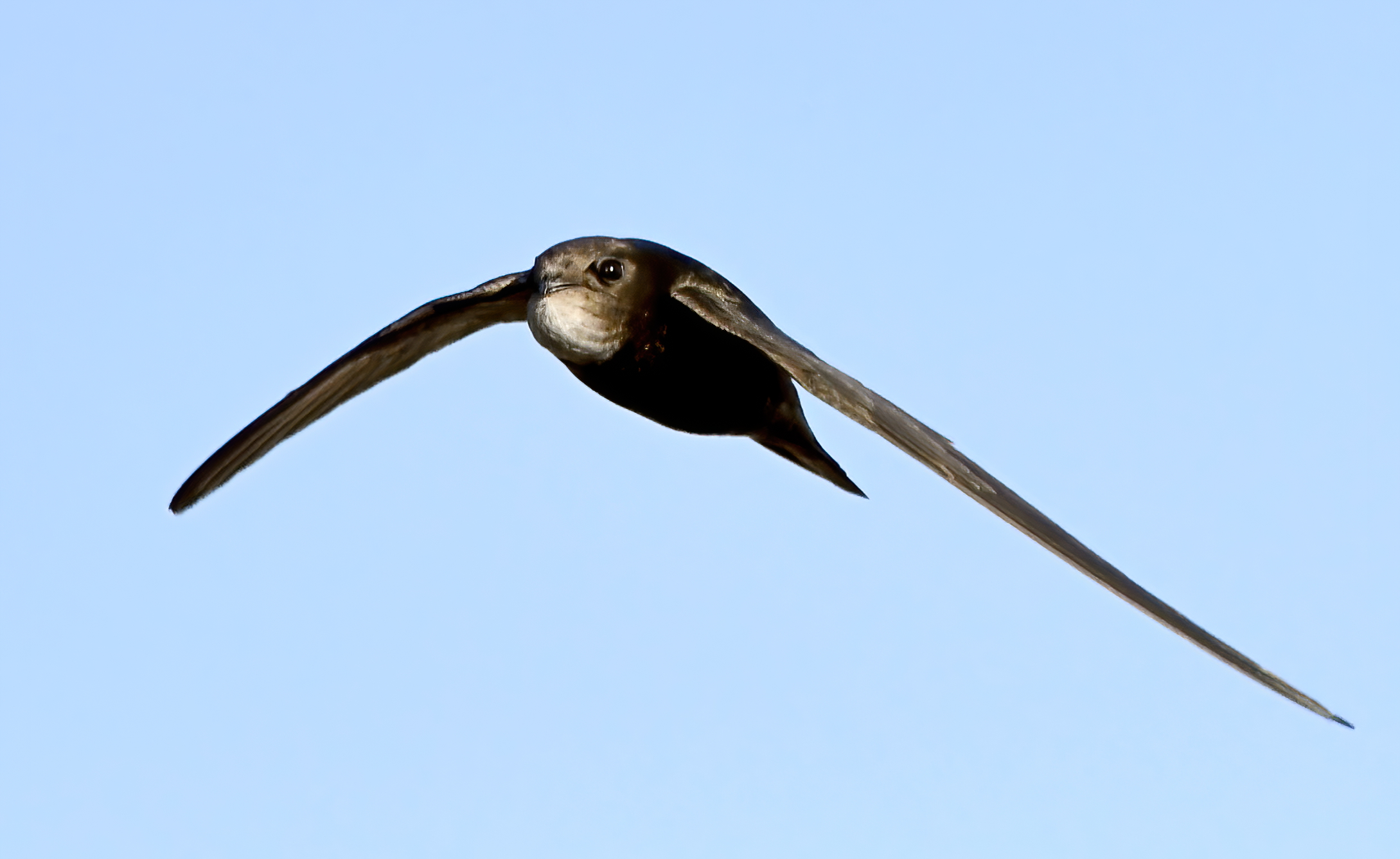 Swift in flight. Photo by Carl Bovis