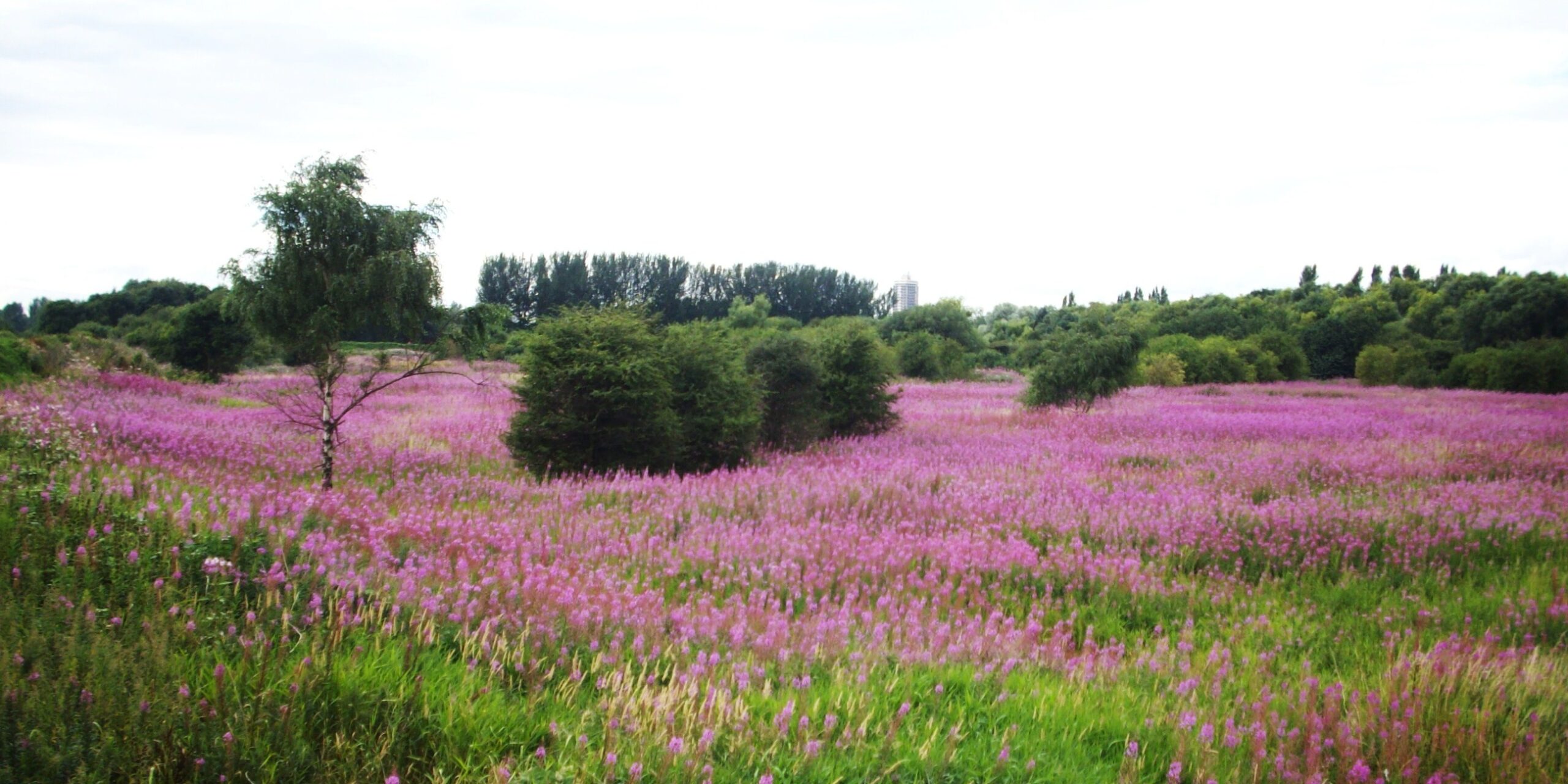 Purple wildflower meadow in Sale, Greater Manchester. Photo by Sue Langford (via flickr creative commons)